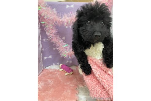 販売中の北海道のミックス犬-281827の19枚目